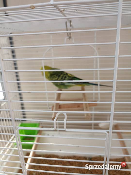 Oddam papugę falistą klatka wyposażeniem wiadro Pruszków sprzedam