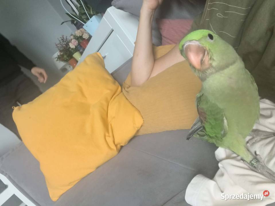 Aleksandretty Wielkie ręcznie karmiona oswojona Szczerców sprzedam