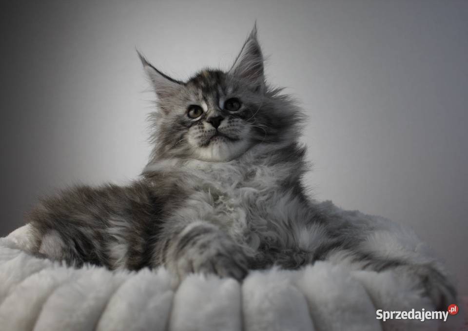 Śliczna puszysta koteczka maine coon