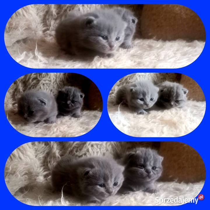 Kociaki brytyjskie niebieskie