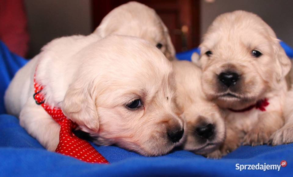 Śliczne szczeniaki golden retriever wielkopolskie Miejska Górka