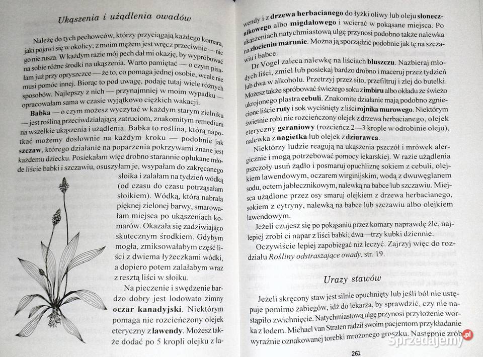 Zielona czarownica Zielnik współczesnej kobiety Chełm