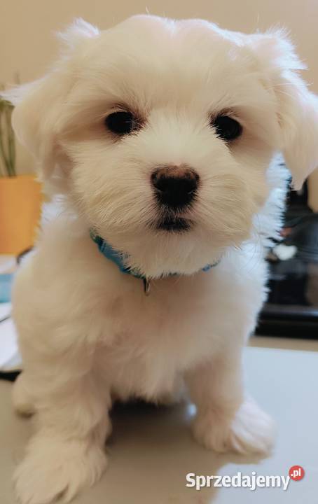 Maltańczykcudny piesek mazowieckie Warszawa