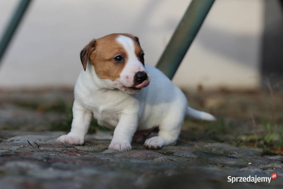 Piesek Jack Russell Terrier krótkowłosy Delastowice