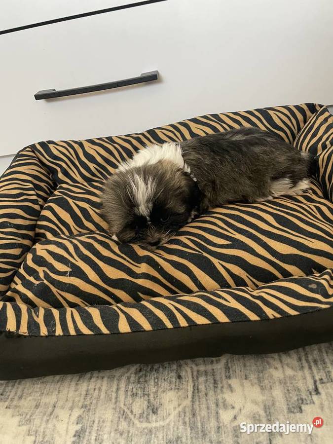 Śliczne szczeniaki Shih Tzu Psy