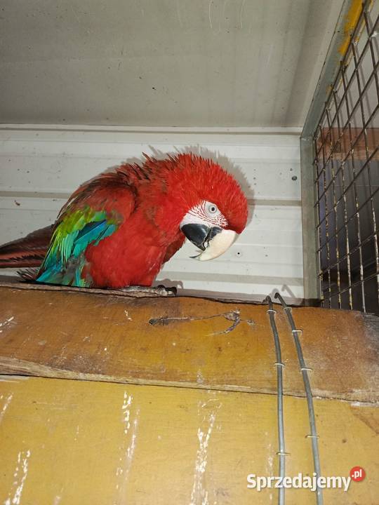 Ara Chloropter samica Pamiątkowo