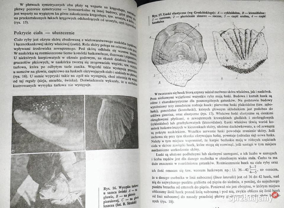 Rybactwo stawowe Roman Prawocheński Chełm