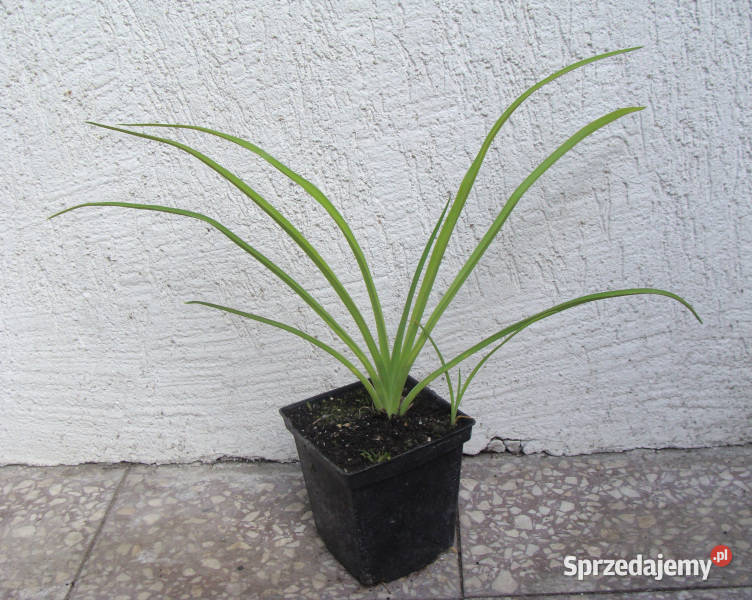 LILIOWIEC FLAMING SWOARD sadzonki w doniczkach kujawsko-pomorskie Ustronie