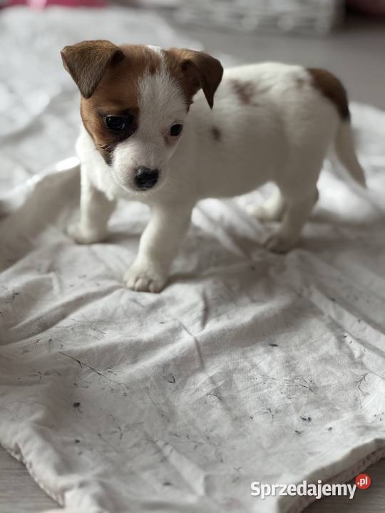 Jack Russell Terrier suczka