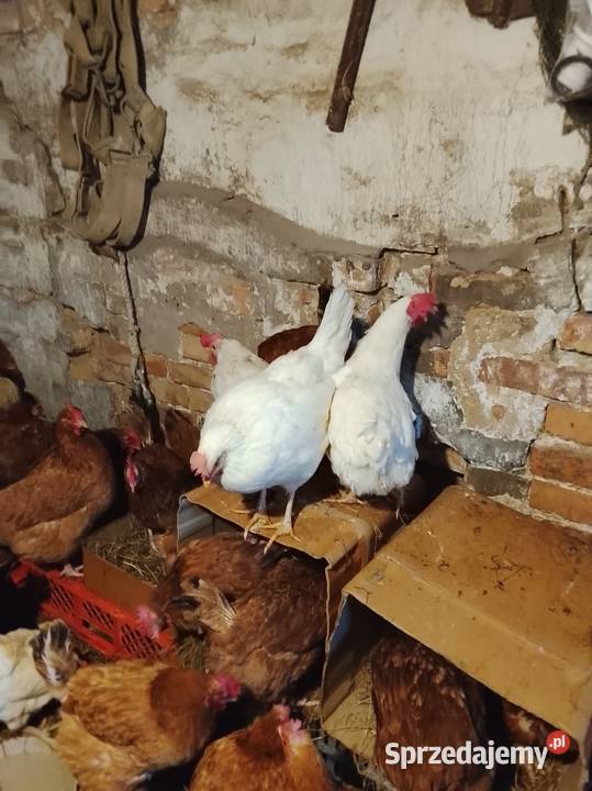 Sprzedam kury nioski Brzeźno