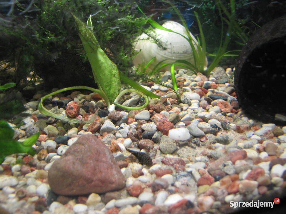 Akwarium z obsadą kujawsko-pomorskie Toruń sprzedam