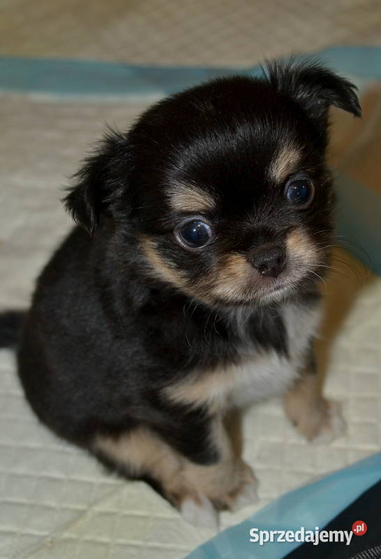 CHIHUAHUA PIĘKNE SUNIE TRICOLOR mazowieckie Warszawa