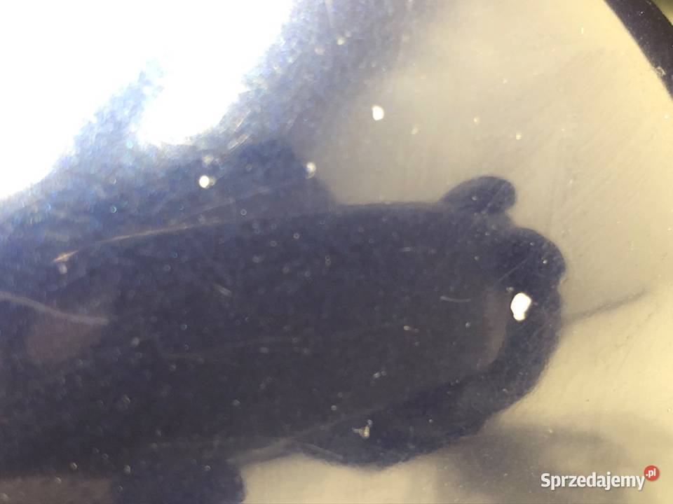 LUSTERKO PRAWY SEAT LEON I Hatchback 9906 7D7D podkarpackie