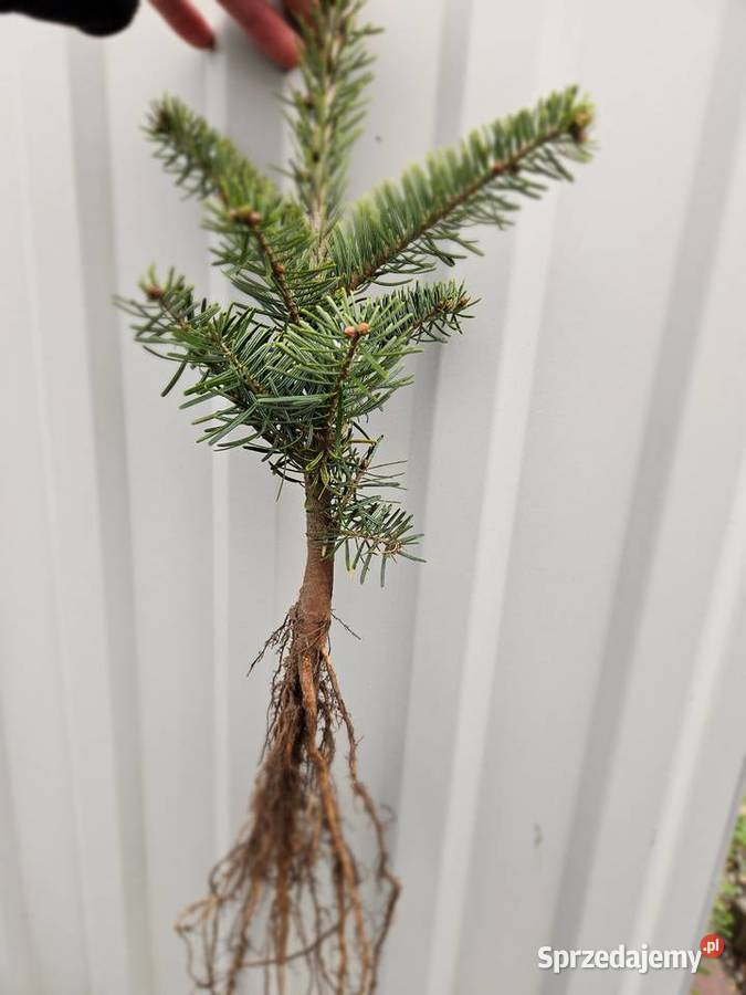 jodła kaukaska Skawina