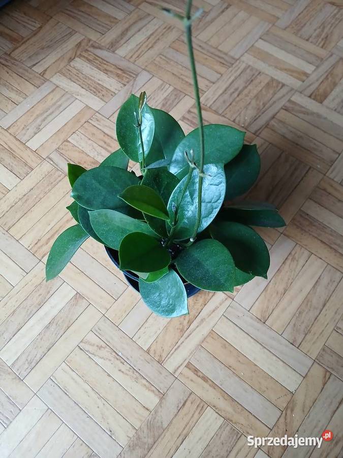 Hoya australis gęsta Częstochowa