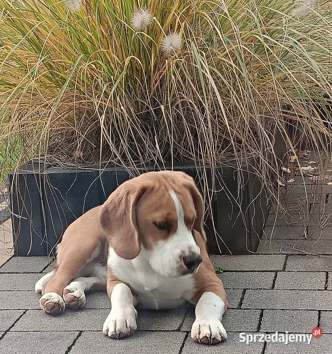 Pies Beagle 9-mcy rodowód ZKwP / FCI, kompletna wyprawka.