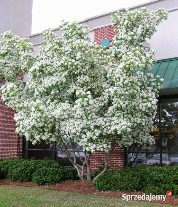 ŚNIEGOWIEC CHIŃSKI sadzonki w doniczkach sprzedam