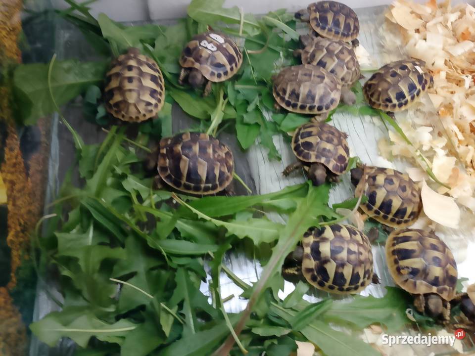 Żółw grecki lądowy Testudo hermanni