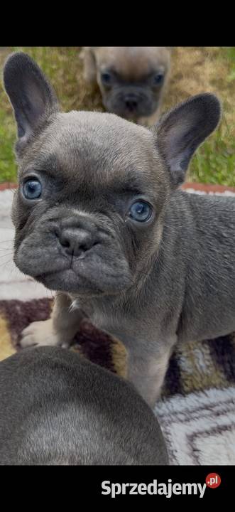 Buldog francuski szczeniak