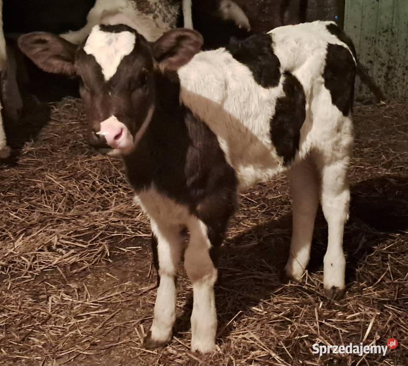 Sprzedam cielątko jałóweczke śląskie Pilica