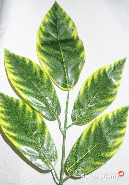 Liście ozdobne 5 na gałązce Zx1 Siewierz