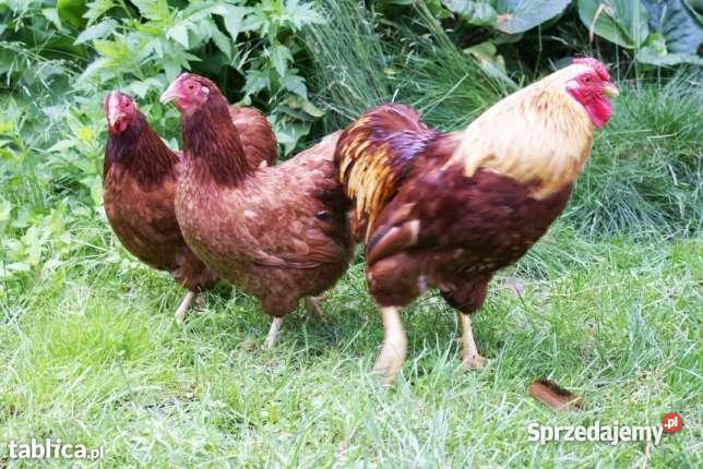 kurki młode kaczki pekinymulardy gąski