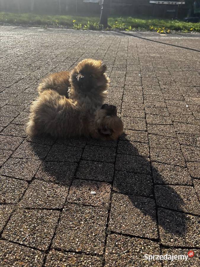 szpic miniaturowy pomeranian świętokrzyskie Pawłów