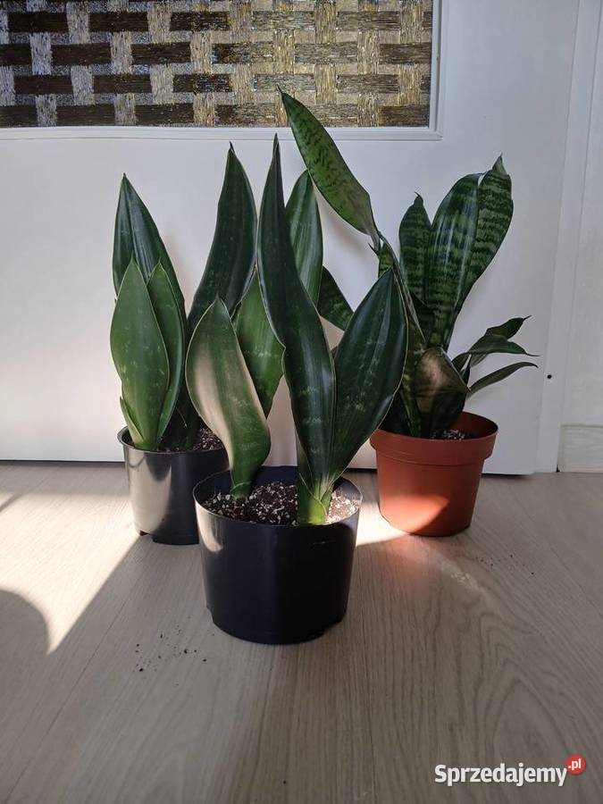 Sansevieria sanseweria black diamond i zeylanica Zielone Częstochowa sprzedam