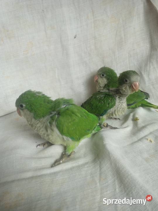 mnicha nizinna ręcznie karmiona