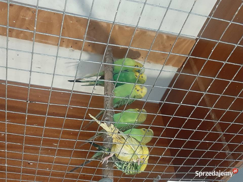 Papugi faliste Skała