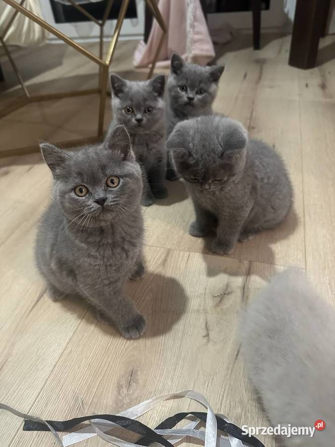 Kotki Brytyjskie Niebieskie Legionowo sprzedam