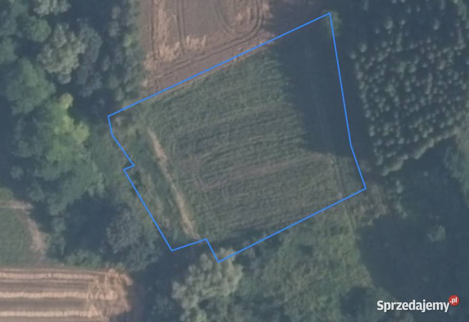 Pole z dojazdem 30ar Kościejów gm Racławice 3000m2 Sprzedaż