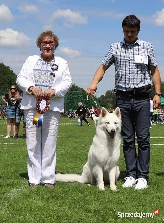 Biały owczarek szwajcarski Żywiec