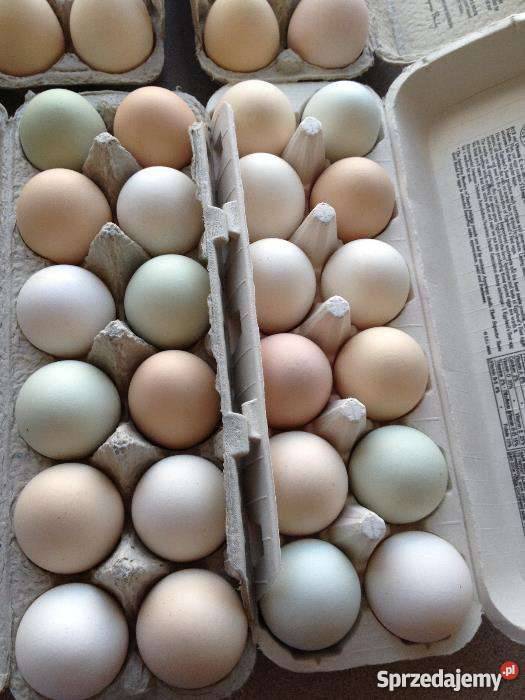 Jaja legowe zielononóżek