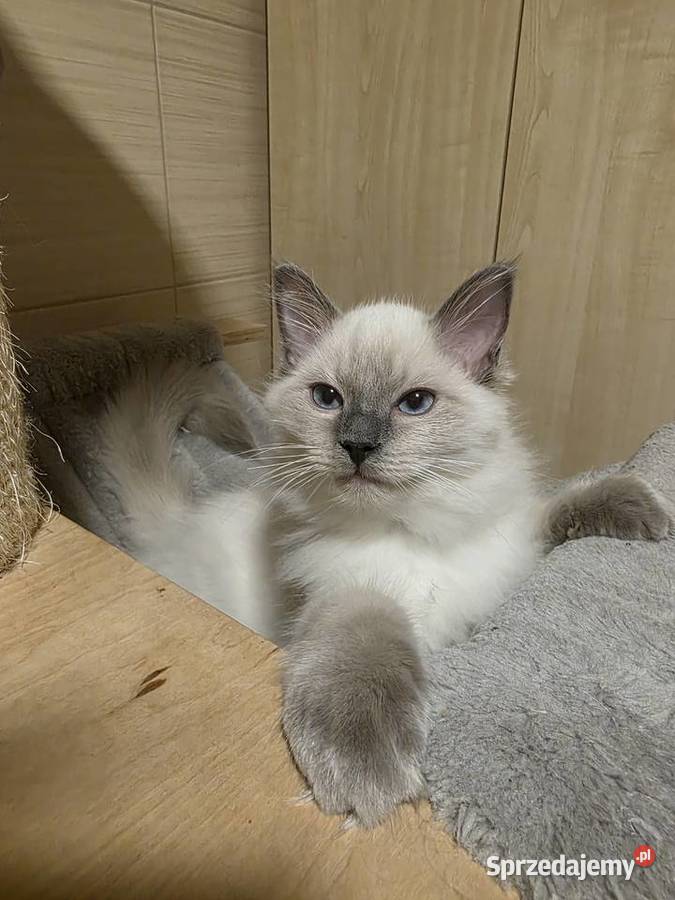 Uroczy ragdoll kocurek FPL prawdziwy rodowód Uścikowo