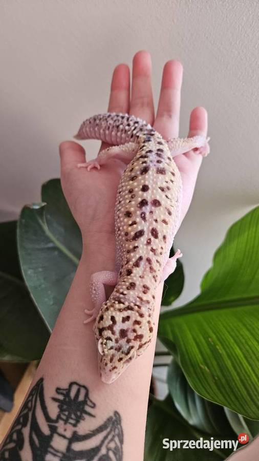 Gekon lamparci samica Wrocław