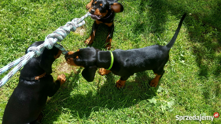 Gończy Słowacki Kopov Puławy