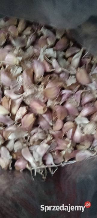 Czosnek lubelskie Chełm