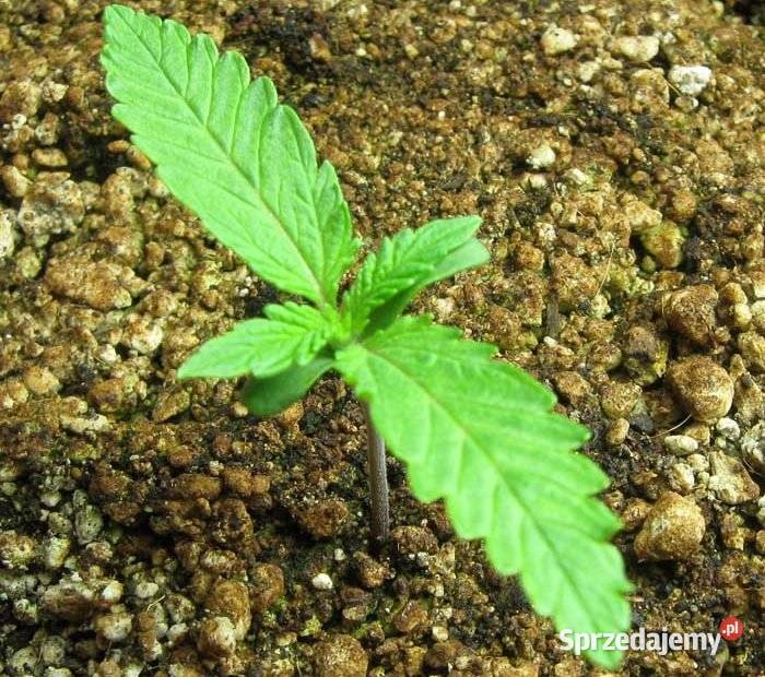 Nasiona marihuanykonopi indyjskich różne gatunki świętokrzyskie Włoszczowa