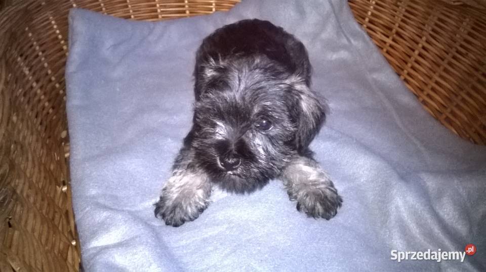 sznaucer miniaturowy szczenięta kujawsko-pomorskie