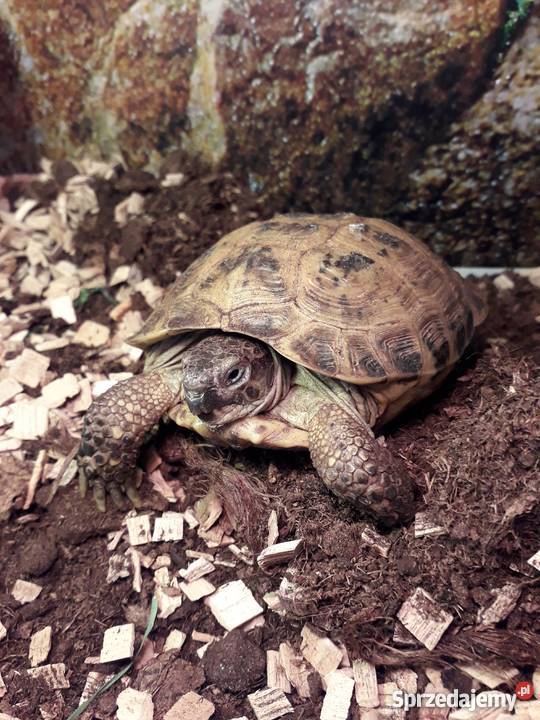 żółw stepowy z dokumetacja i terrarium małopolskie