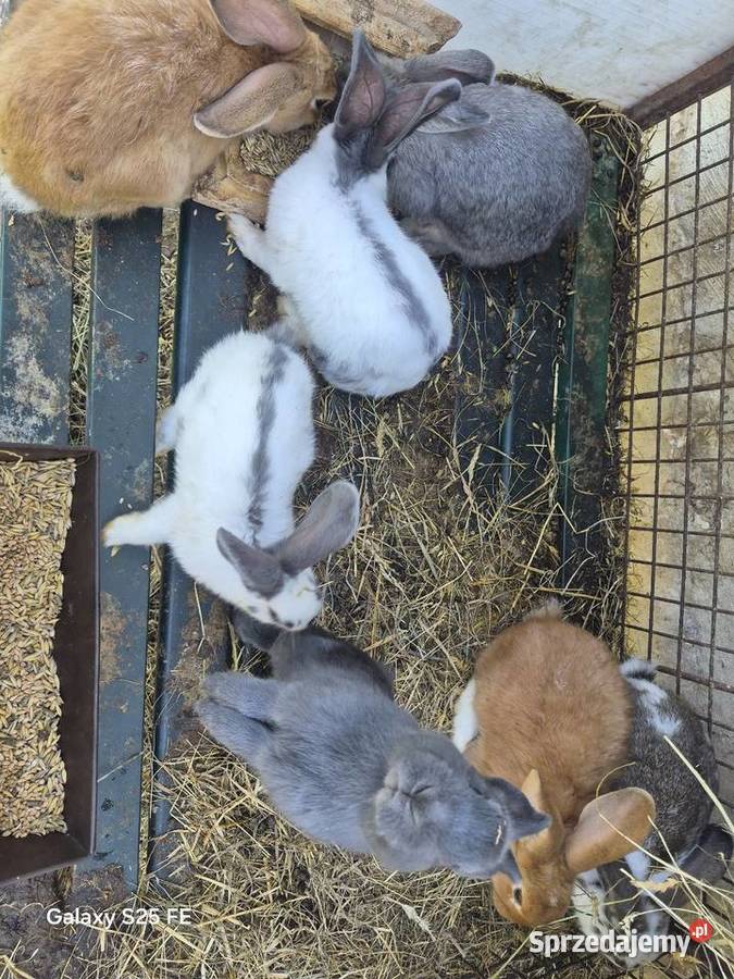Króliki rasowe I mieszańce Dylągowa