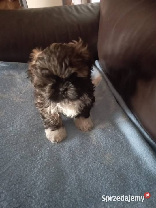 Szczeniaki rasy shih tzu Olesno