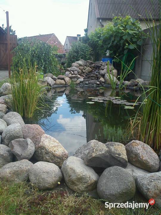 oczka wodne budowa ich naprawy rosliny lilie wielkopolskie