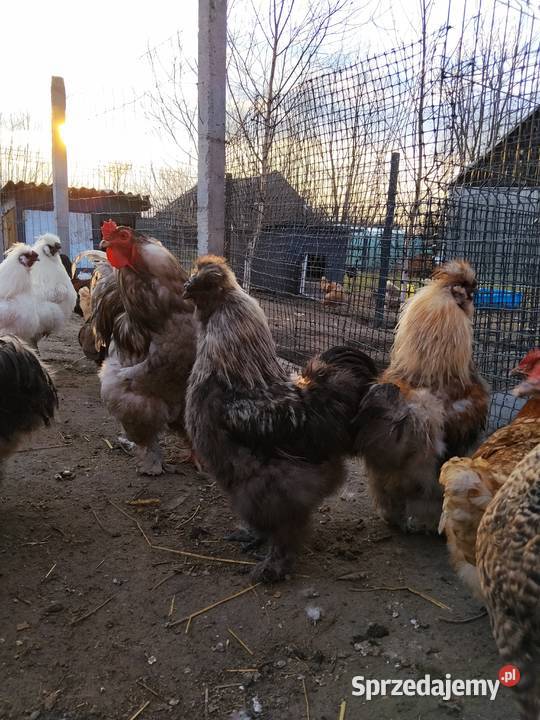 Koguty Silka PROMOCJA Drób i ptactwo Tarnobrzeg