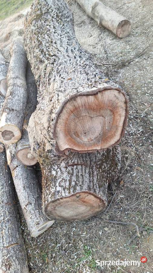 Orzech włoski kłoda Tarnów