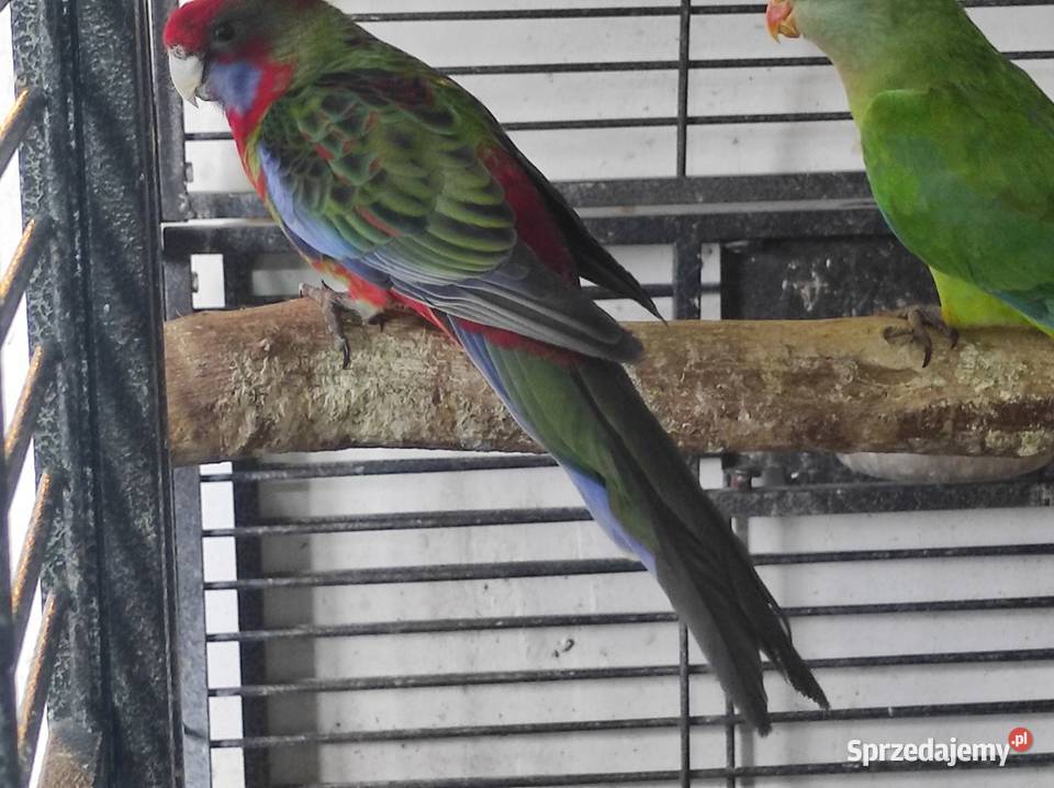 Rozella królewska samiec mazowieckie Garwolin