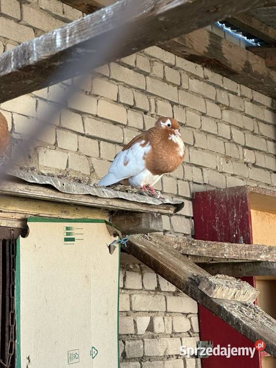 Gołębie Garłacze świętokrzyskie
