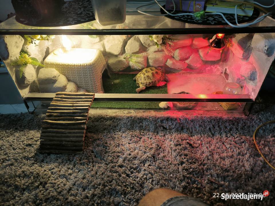 Sprzedam Żółwia stepowego 6 letniego z terarium