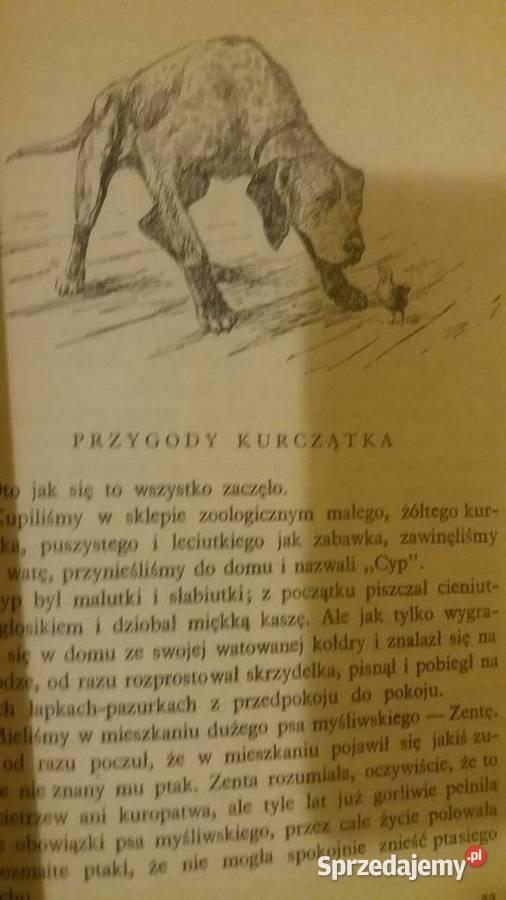 Przygoda w lesie piękne książki dziecięce Dzień Antyki, Sztuka, Kolekcje Warszawa sprzedam